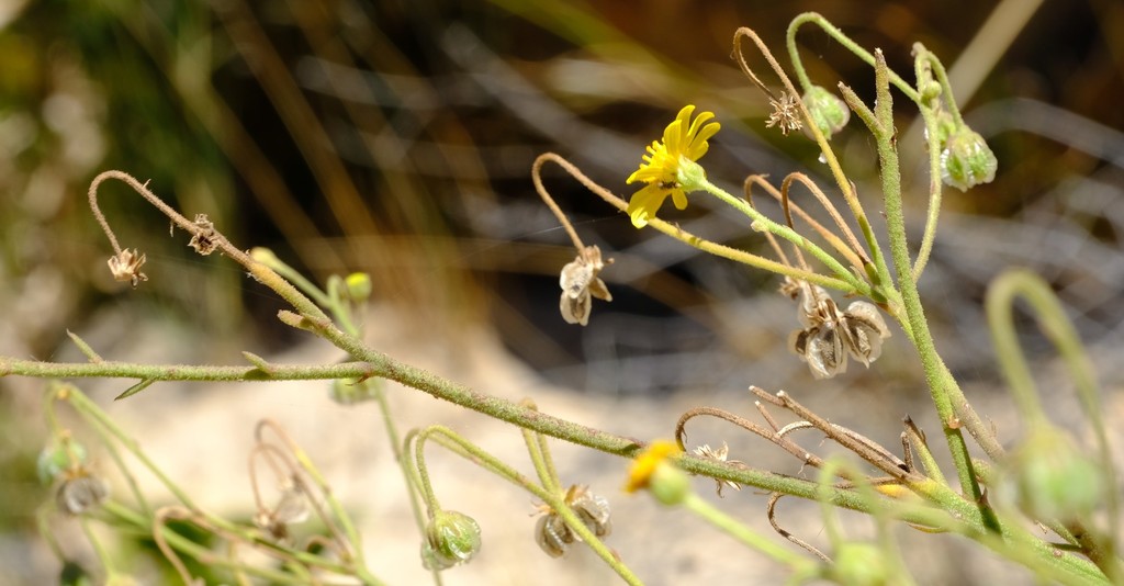 Osteospermum connatum