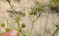 Osteospermum connatum