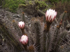 Trichocereus deserticola