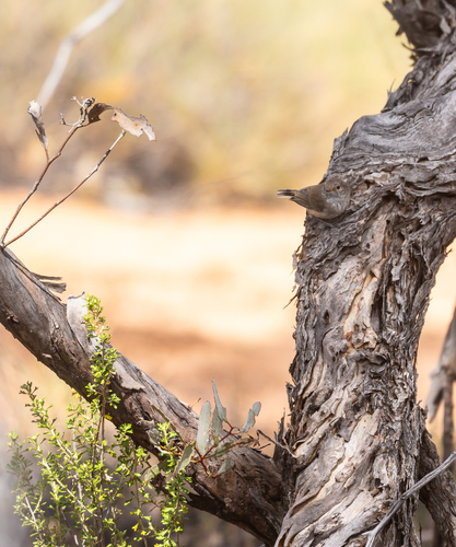 Inland Thornbill
