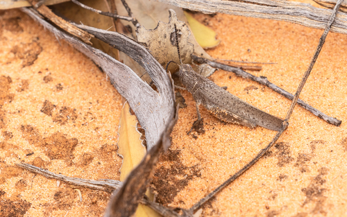 Mimetic Gumleaf Grasshopper