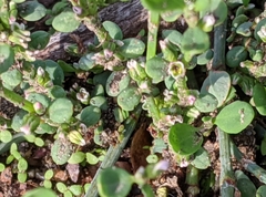 Polygonum aviculare