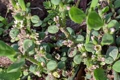 Polygonum aviculare