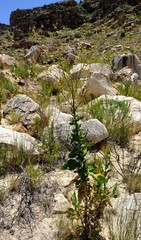 Osteospermum connatum