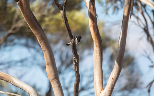 Western Hooded Robin