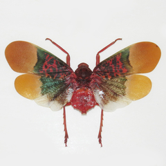 Scamandra