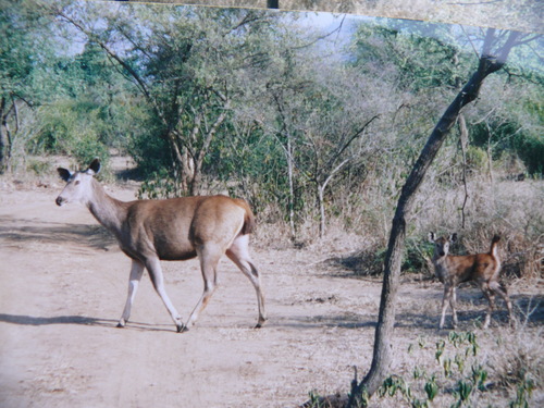 Sambar