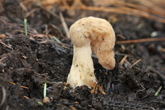 Morchella tridentina