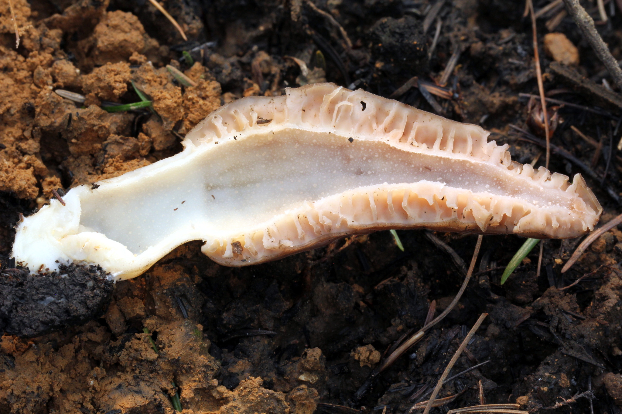 Morchella frustrata image