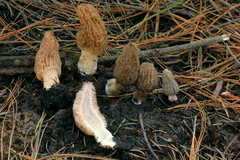 Morchella tridentina