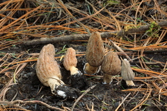 Morchella tridentina