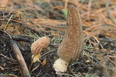 Morchella tridentina