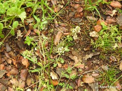 Alyssum granatense