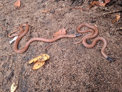 Cape Centipede-Eater
