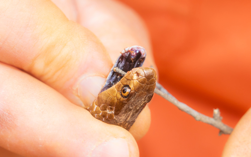 Western Brown Snake