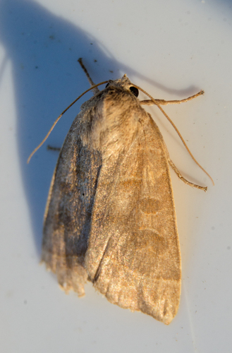 Even-lined Sallow photo 3