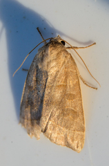 Ipimorpha pleonectusa