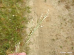 Festuca geniculata