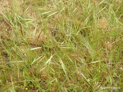 Festuca geniculata