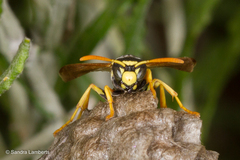 Polistes mongolicus