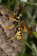 Polistes mongolicus