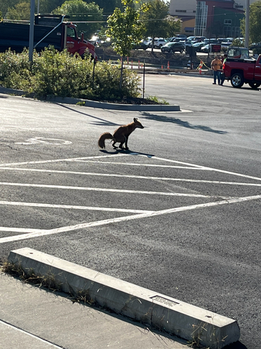 Red Fox photographed in Missouri