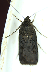 Euxoa velleripennis