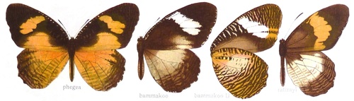 African Palmfly