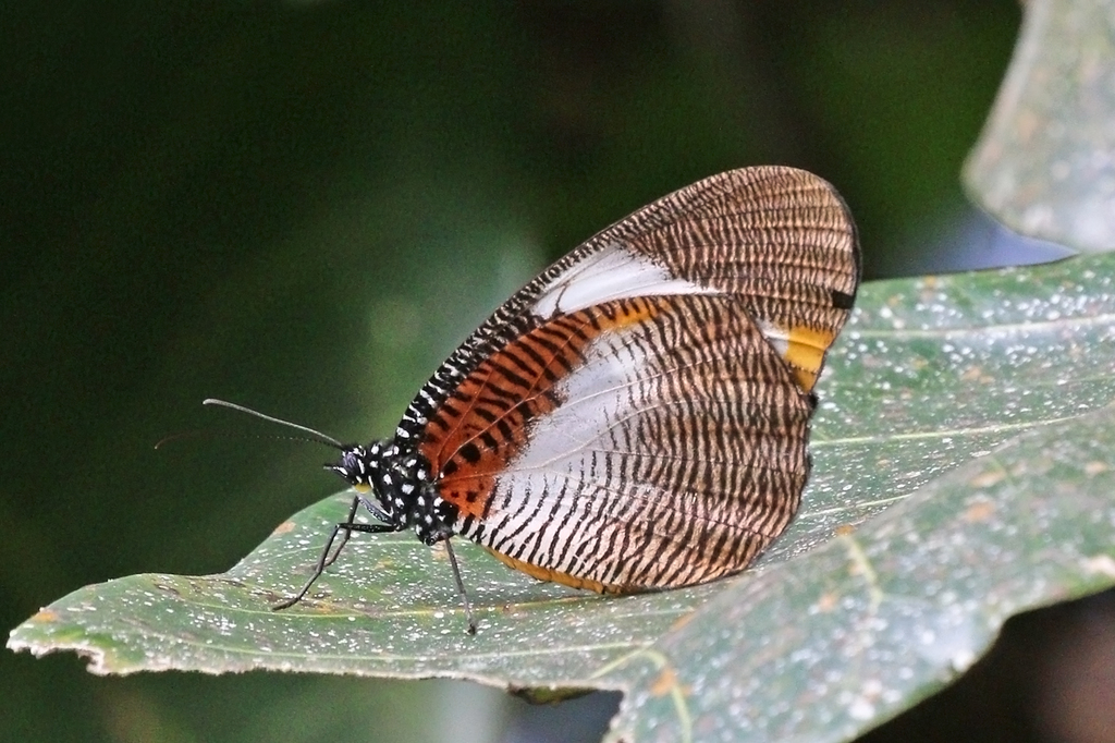 Palmflies