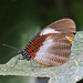 African Palmfly - Photo (c) Charles J Sharp
, some rights reserved (CC BY-SA)