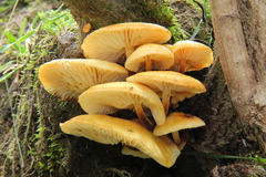 Flammulina mexicana