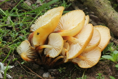 Flammulina mexicana