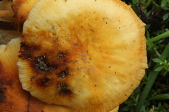 Flammulina mexicana