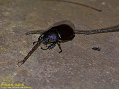 Xylotrupes meridionalis