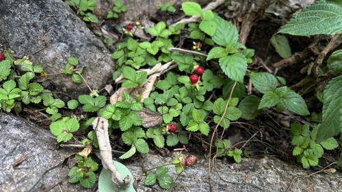 mock strawberry
