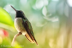 Calypte anna