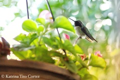 Calypte anna