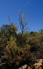 Anginon paniculatum