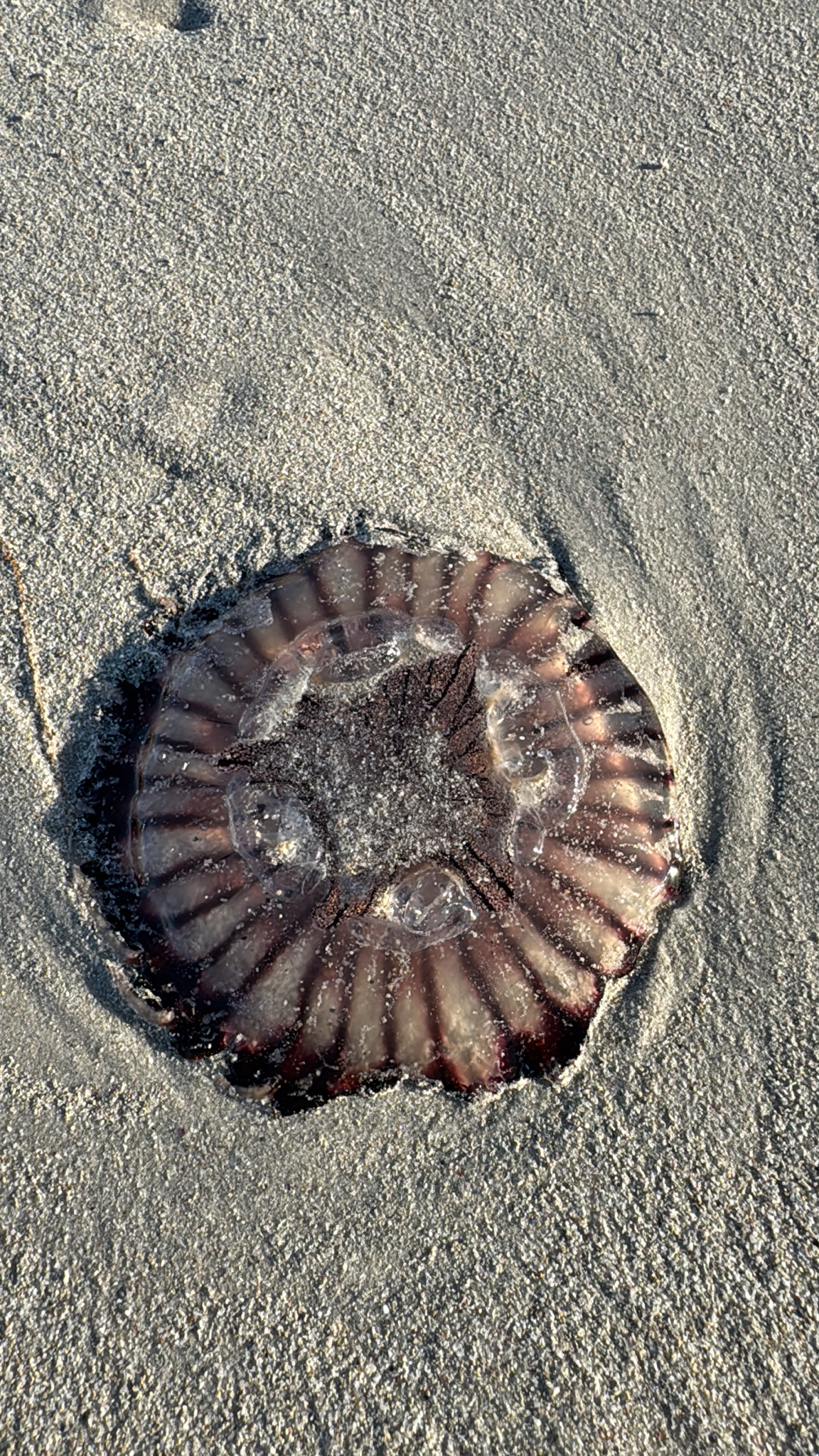 Chrysaora agulhensis Ras, Neethling, Engelbrecht, Morandini, Bayha, Skrypzeck & Gibbons, 2020
