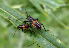 Oncopeltus famelicus