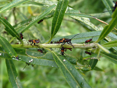 Oncopeltus famelicus