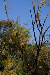 Anginon paniculatum