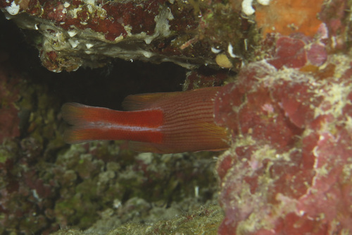 Liopropoma multilineatum observed 2025-09-21