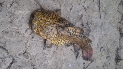 Apure bumblebee catfish (Cephalosilurus apurensis) — Pseudopimelodidae — 4