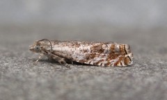 Epinotia solicitana