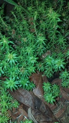 Paepalanthus fluviatilis
