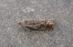Epinotia solicitana