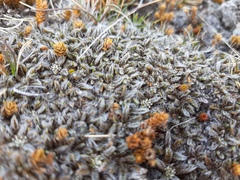 Anisotome imbricata imbricata