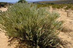 Phylica hirta