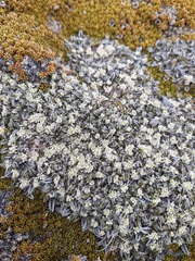 Anisotome imbricata imbricata